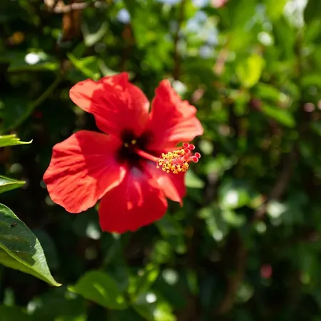 La Casa Di Silvia * Costa Rei